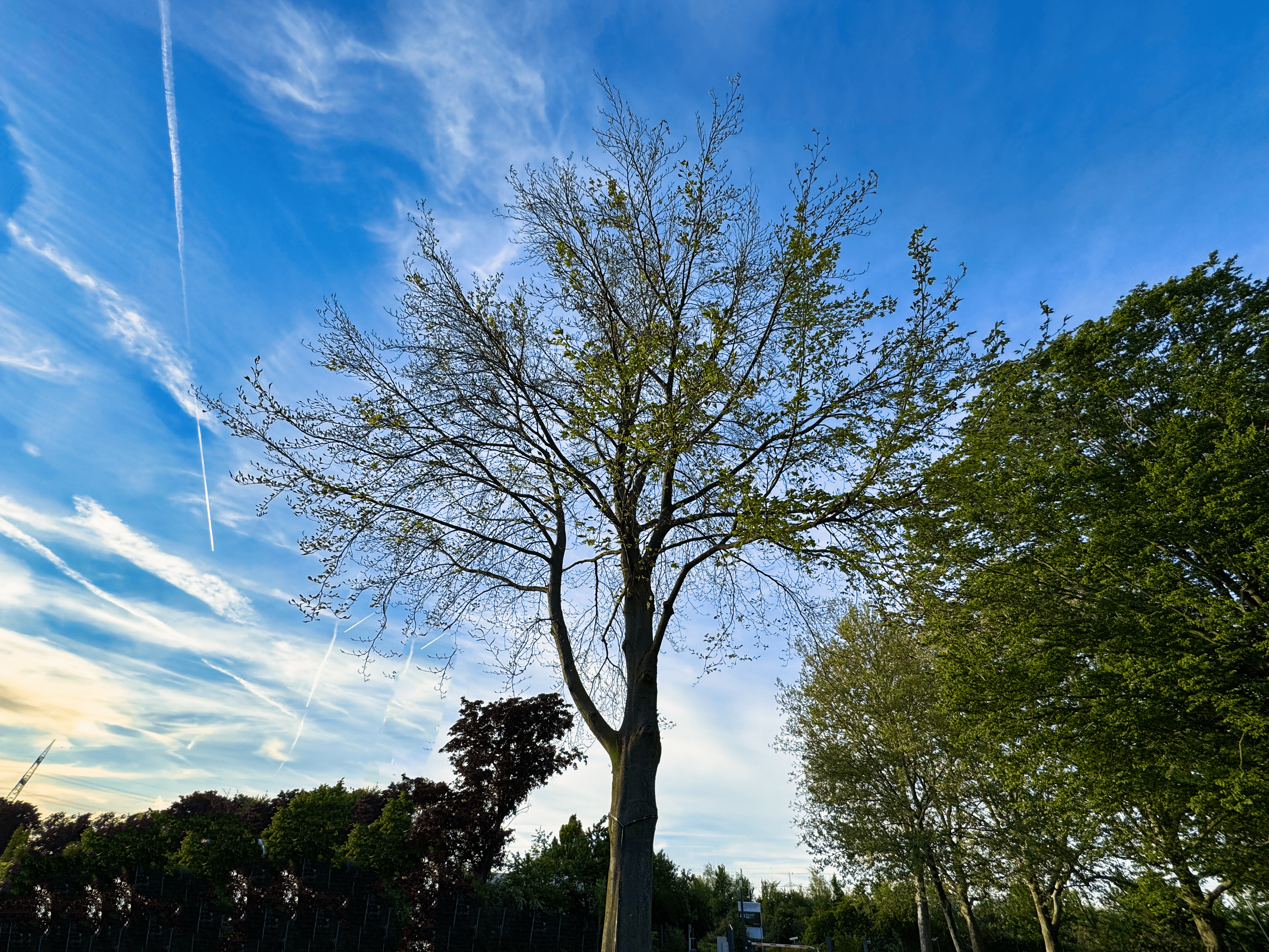 Endlich wird unser Baum auch grün